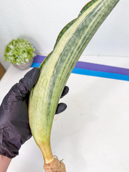 Sansevieria Masoniana Bruda (rr) (14) | Masoniana Var x Eliptica Var