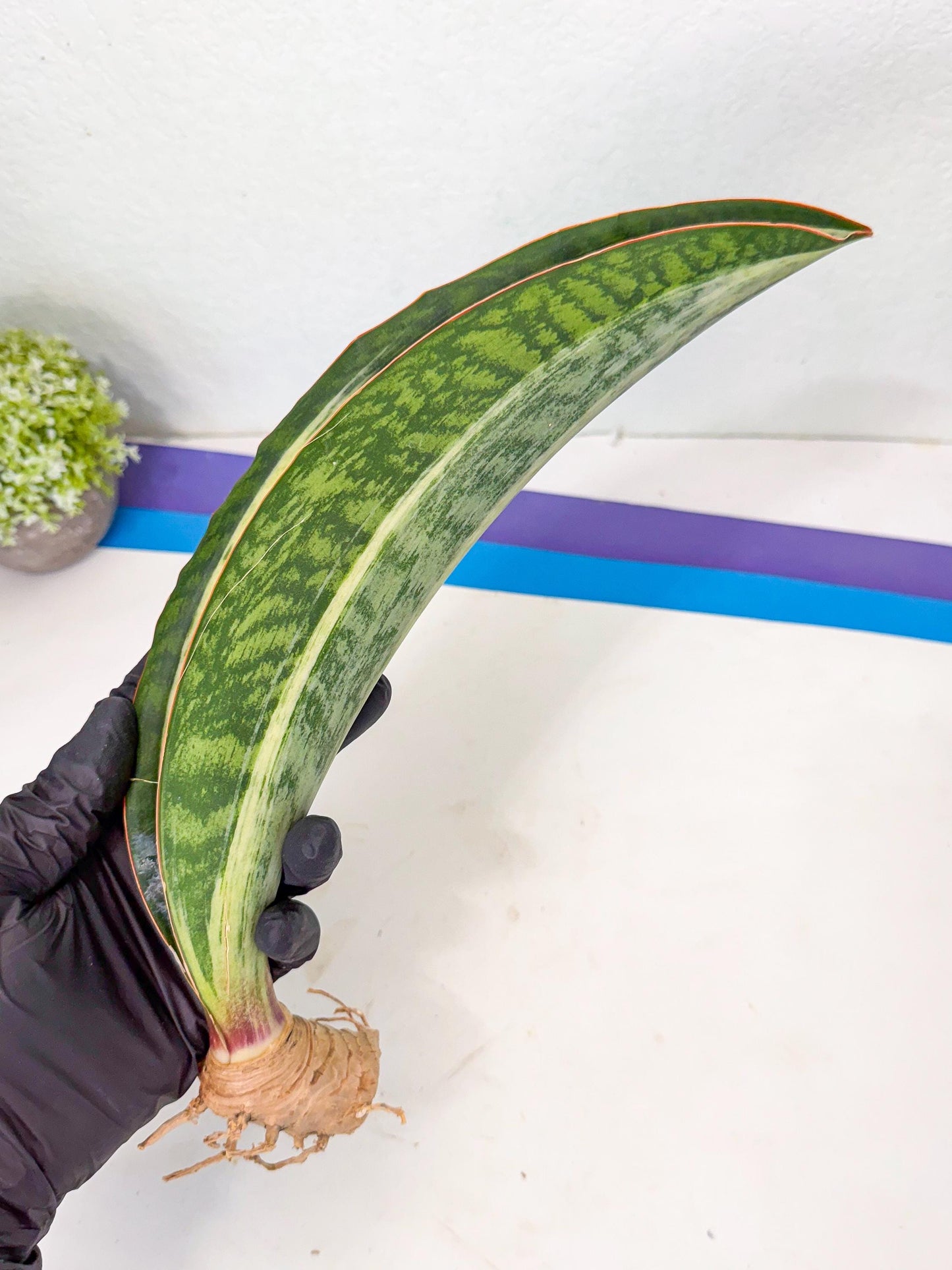 Sansevieria Masoniana Bruda (rr) (16) | Masoniana Var x Eliptica Var