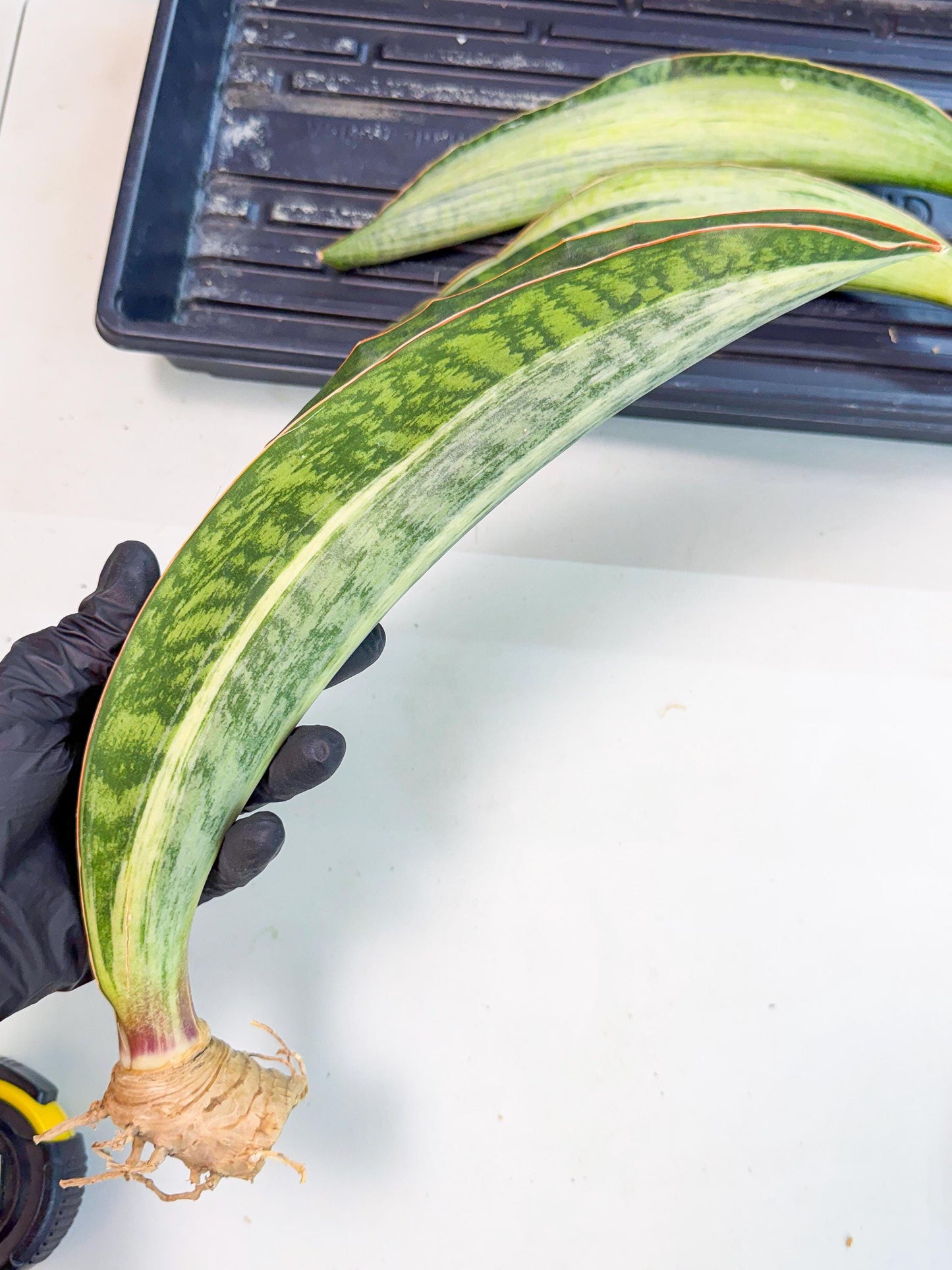 Sansevieria Masoniana Bruda (rr) (16) | Masoniana Var x Eliptica Var