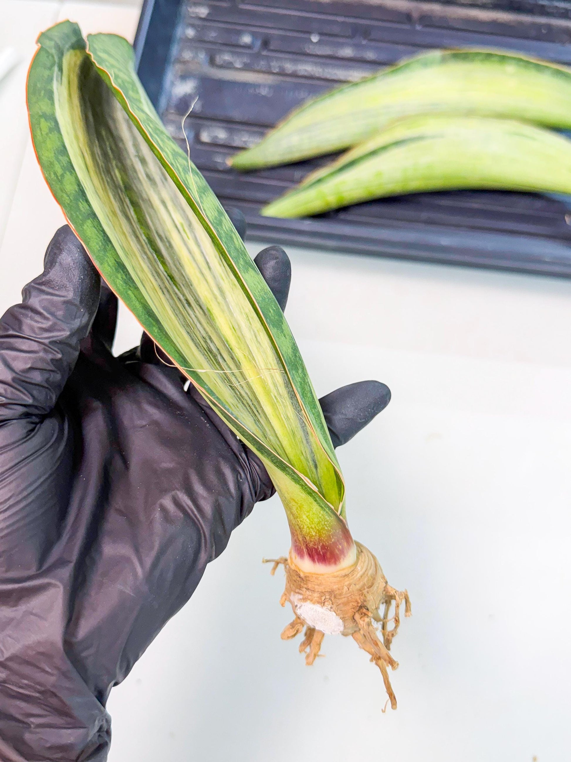 Sansevieria Masoniana Bruda (rr) (16) | Masoniana Var x Eliptica Var