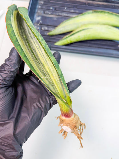 Sansevieria Masoniana Bruda (rr) (16) | Masoniana Var x Eliptica Var