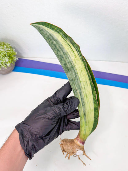 Sansevieria Masoniana Bruda (rr) (16) | Masoniana Var x Eliptica Var