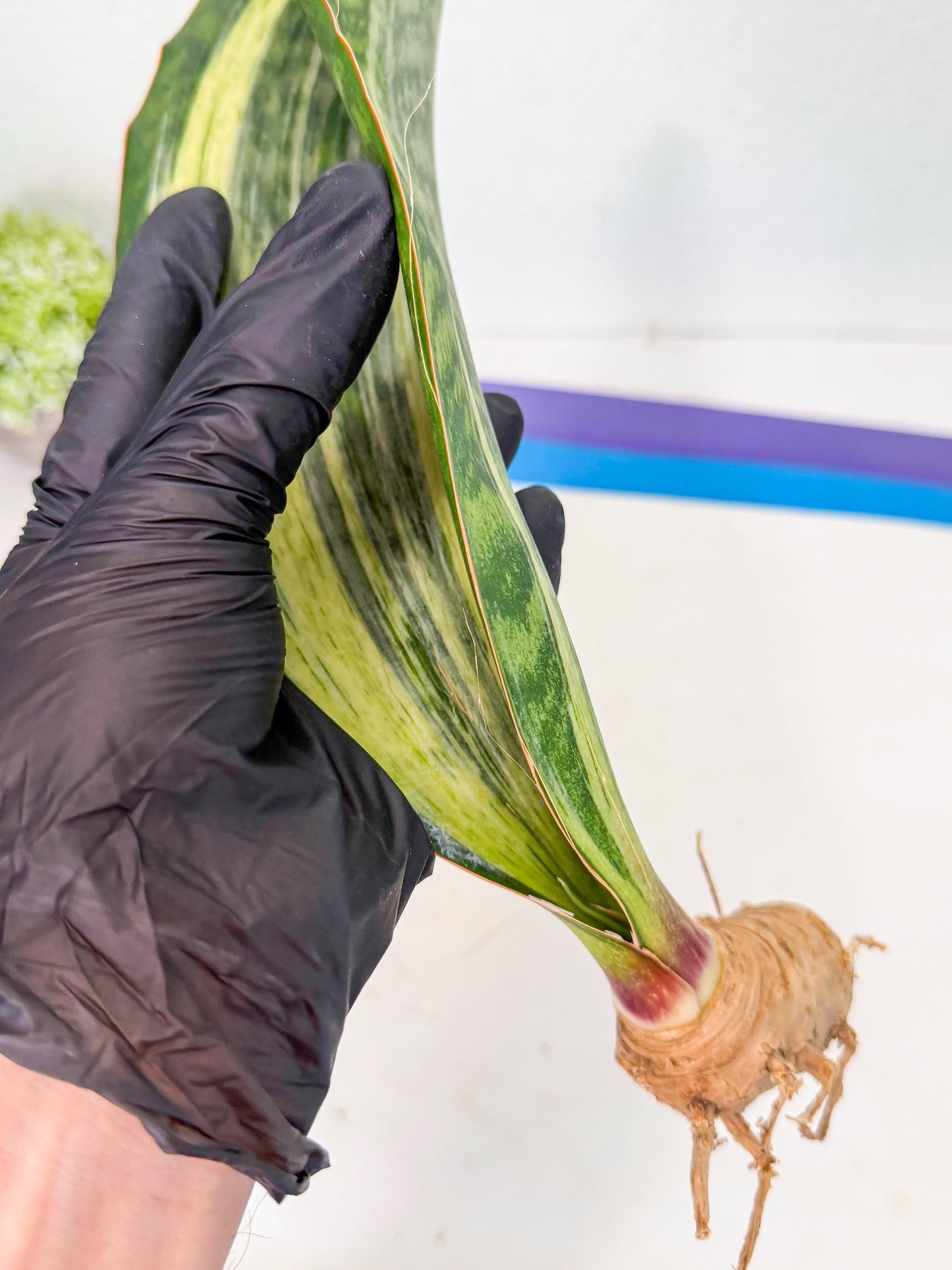 Sansevieria Masoniana Bruda (rr) (16) | Masoniana Var x Eliptica Var
