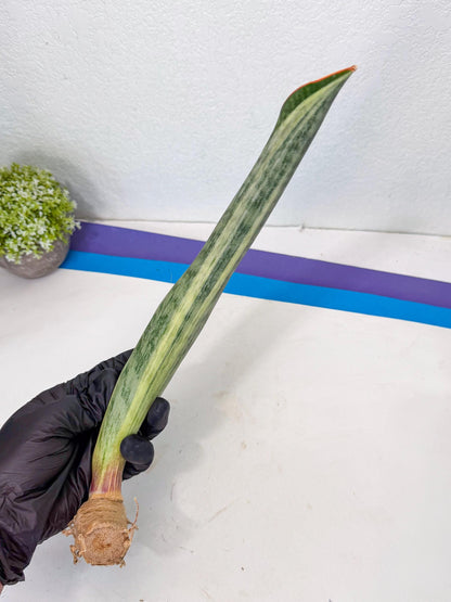 Sansevieria Masoniana Bruda (rr) (16) | Masoniana Var x Eliptica Var
