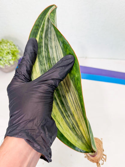 Sansevieria Masoniana Bruda (rr) (16) | Masoniana Var x Eliptica Var