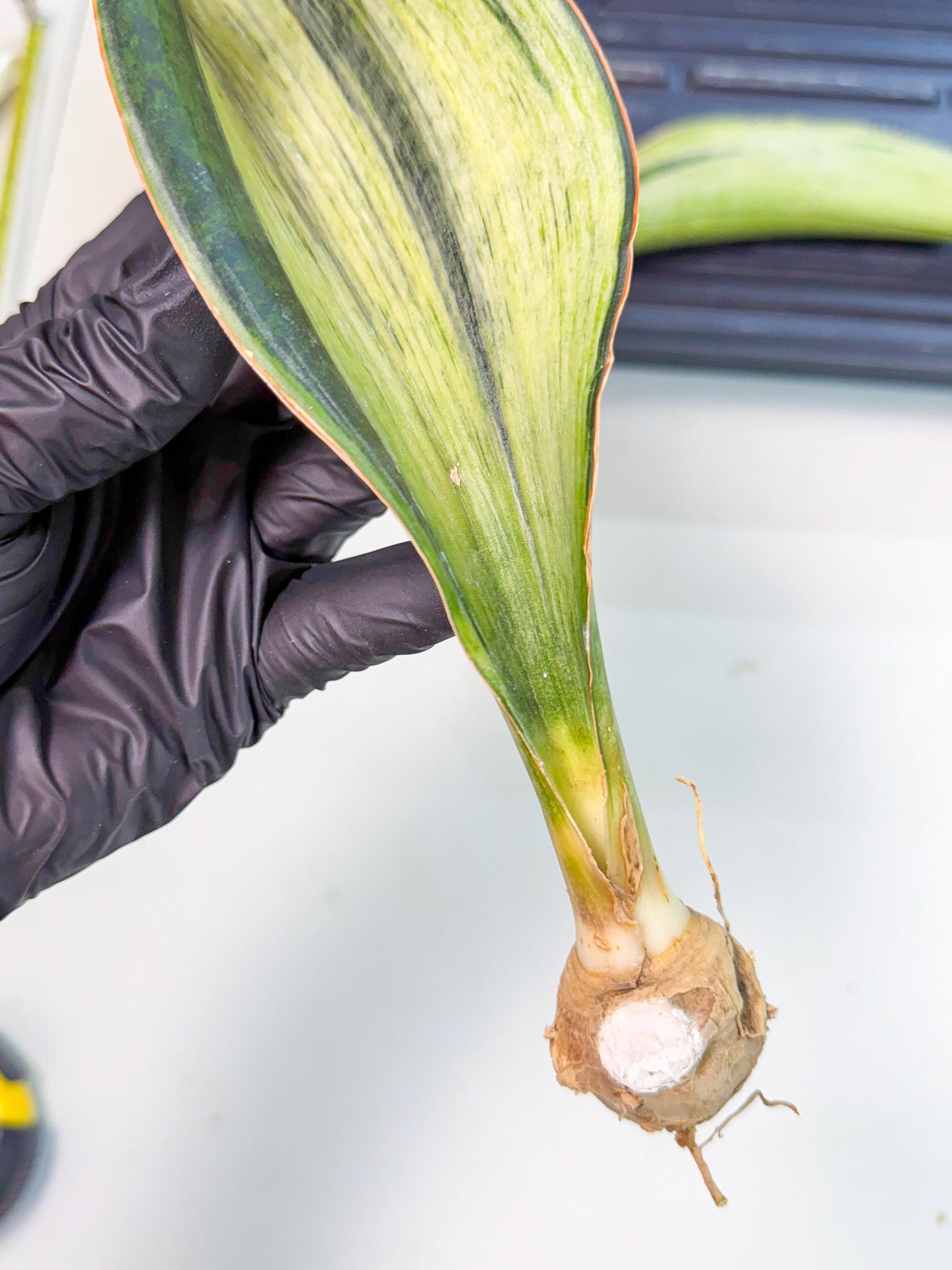Sansevieria Masoniana Bruda (rr) (16) | Masoniana Var x Eliptica Var