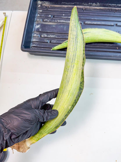 Sansevieria Masoniana Bruda (rr) (16) | Masoniana Var x Eliptica Var