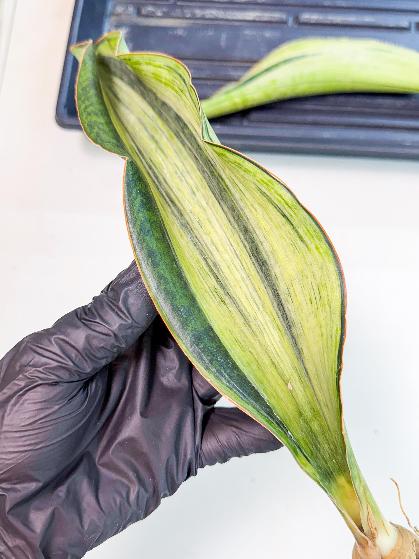 Sansevieria Masoniana Bruda (rr) (16) | Masoniana Var x Eliptica Var
