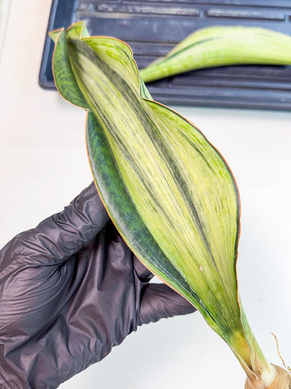 Sansevieria Masoniana Bruda (rr) (16) | Masoniana Var x Eliptica Var
