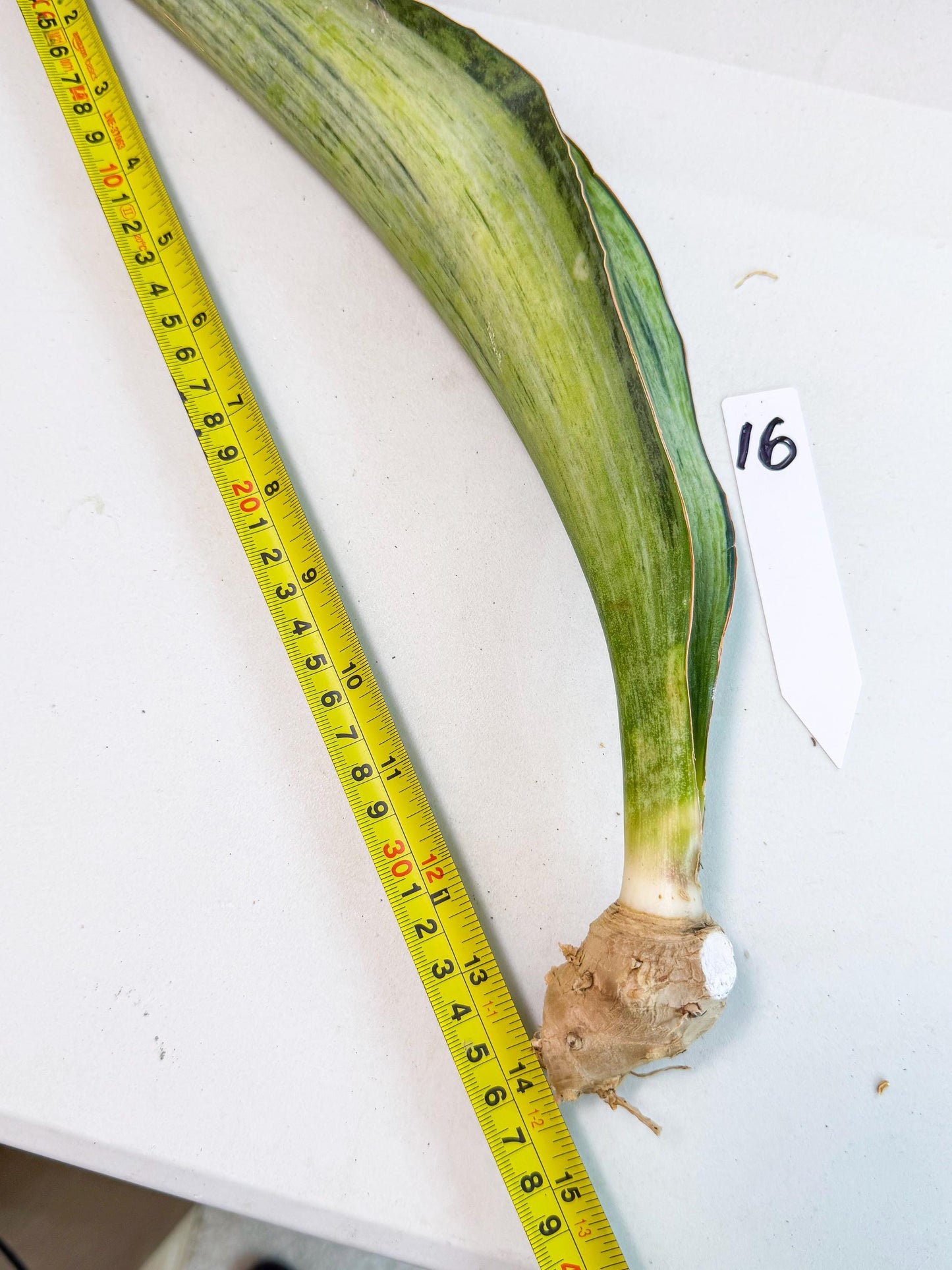 Sansevieria Masoniana Bruda (rr) (16) | Masoniana Var x Eliptica Var