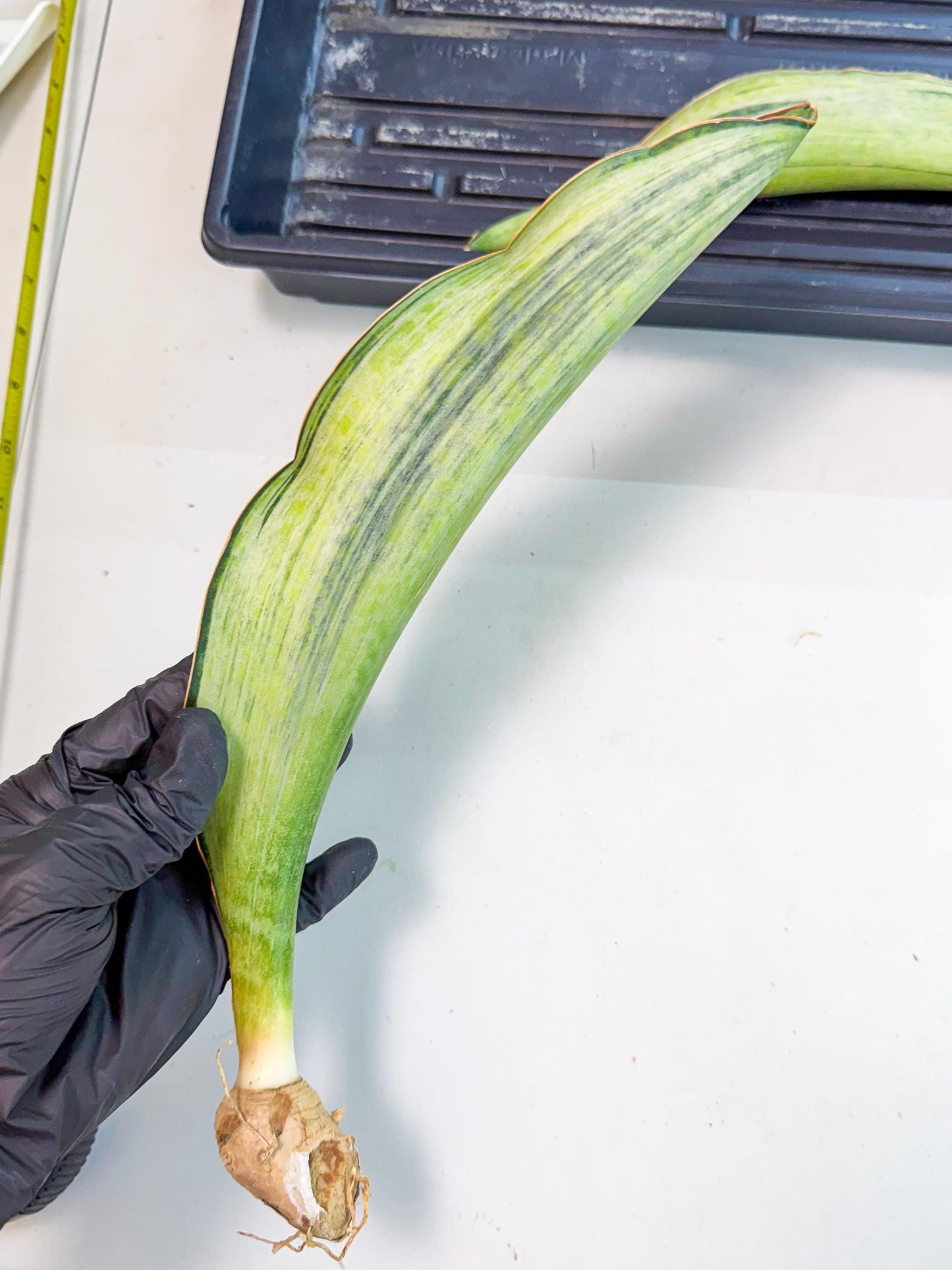 Sansevieria Masoniana Bruda (rr) (16) | Masoniana Var x Eliptica Var