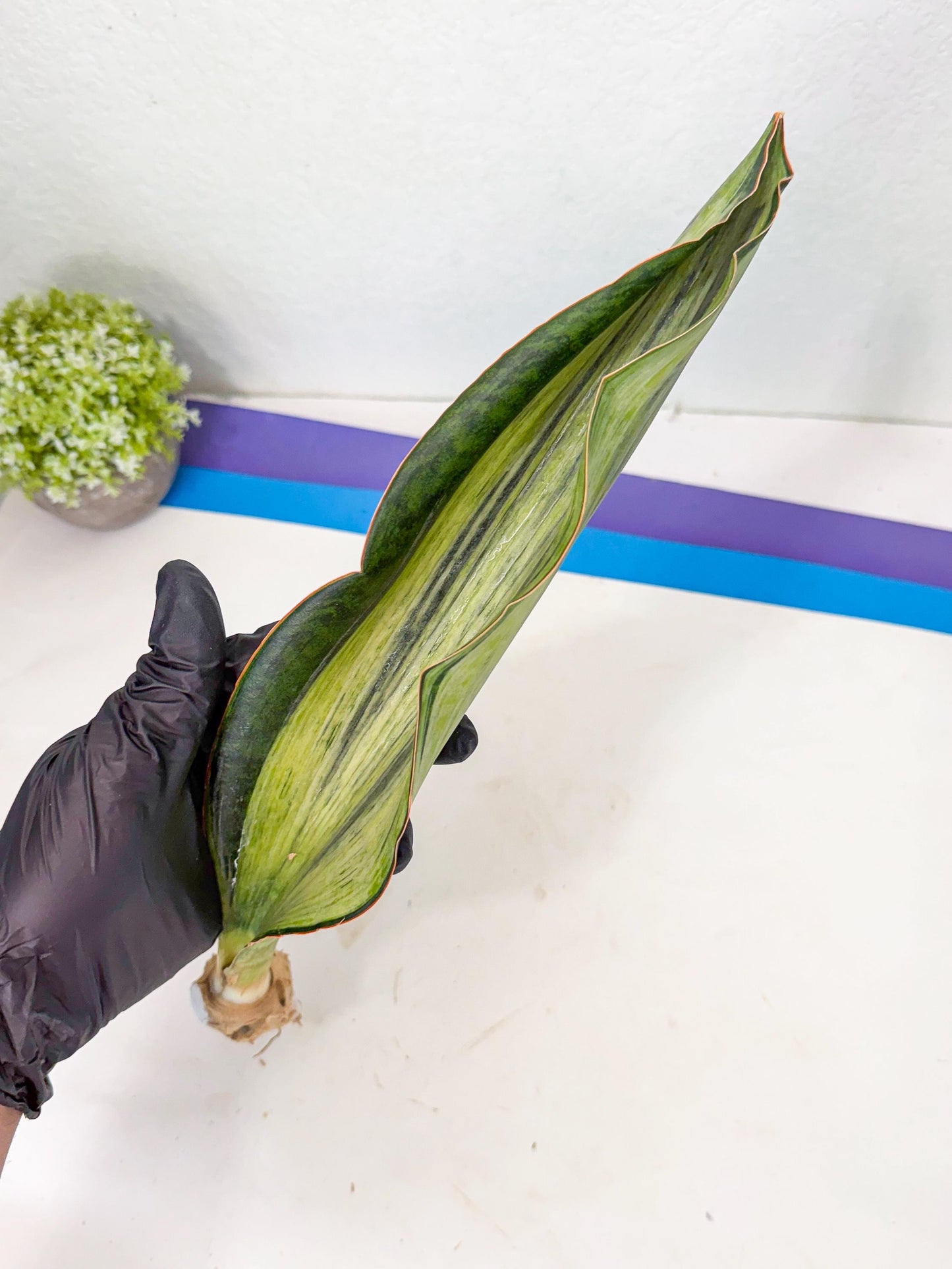 Sansevieria Masoniana Bruda (rr) (16) | Masoniana Var x Eliptica Var