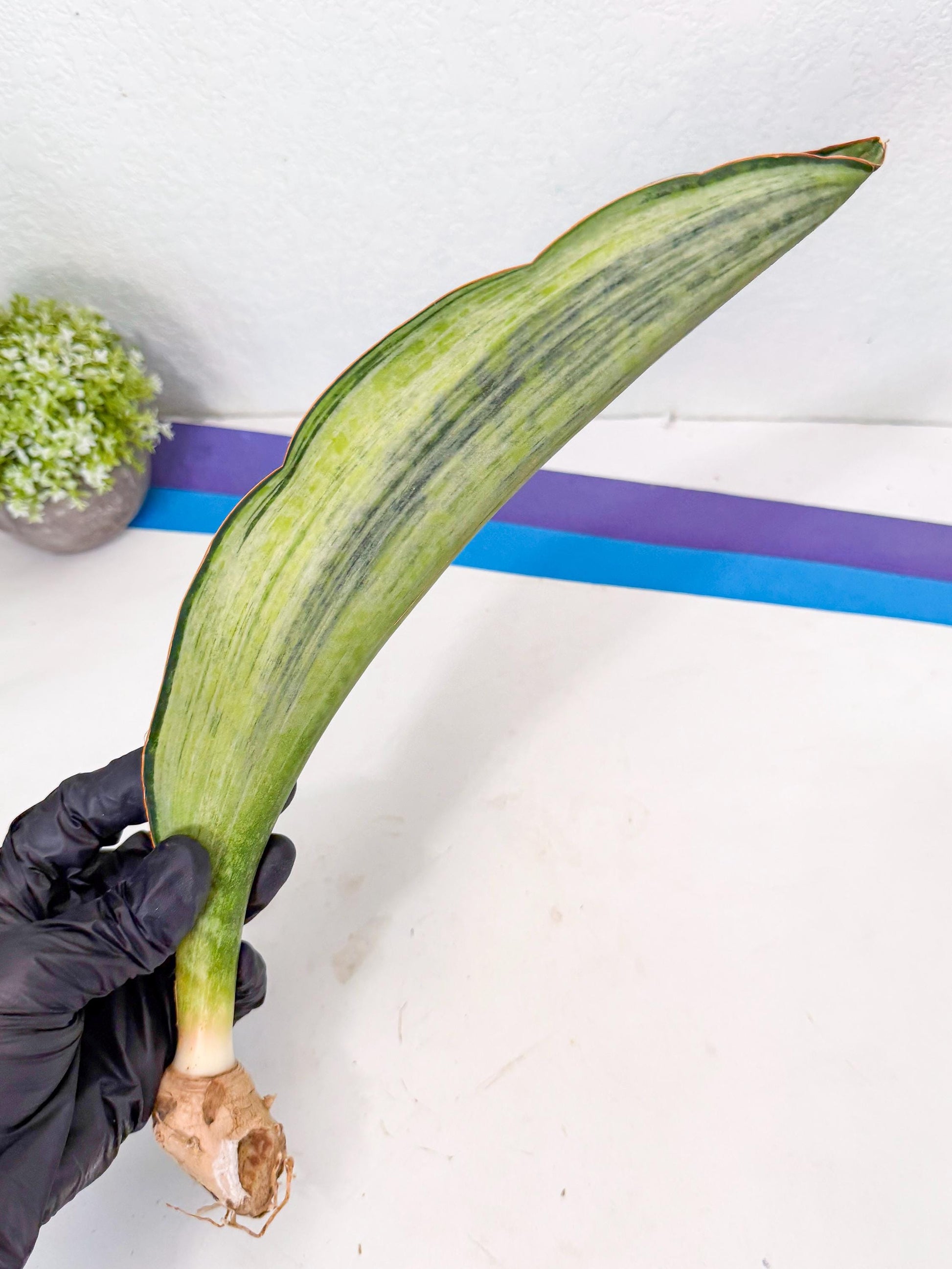 Sansevieria Masoniana Bruda (rr) (16) | Masoniana Var x Eliptica Var