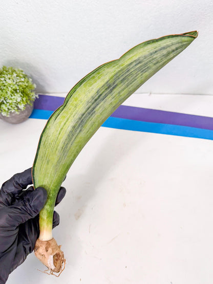 Sansevieria Masoniana Bruda (rr) (16) | Masoniana Var x Eliptica Var