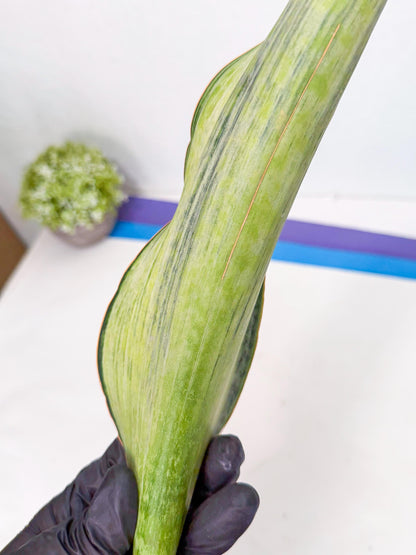 Sansevieria Masoniana Bruda (rr) (16) | Masoniana Var x Eliptica Var