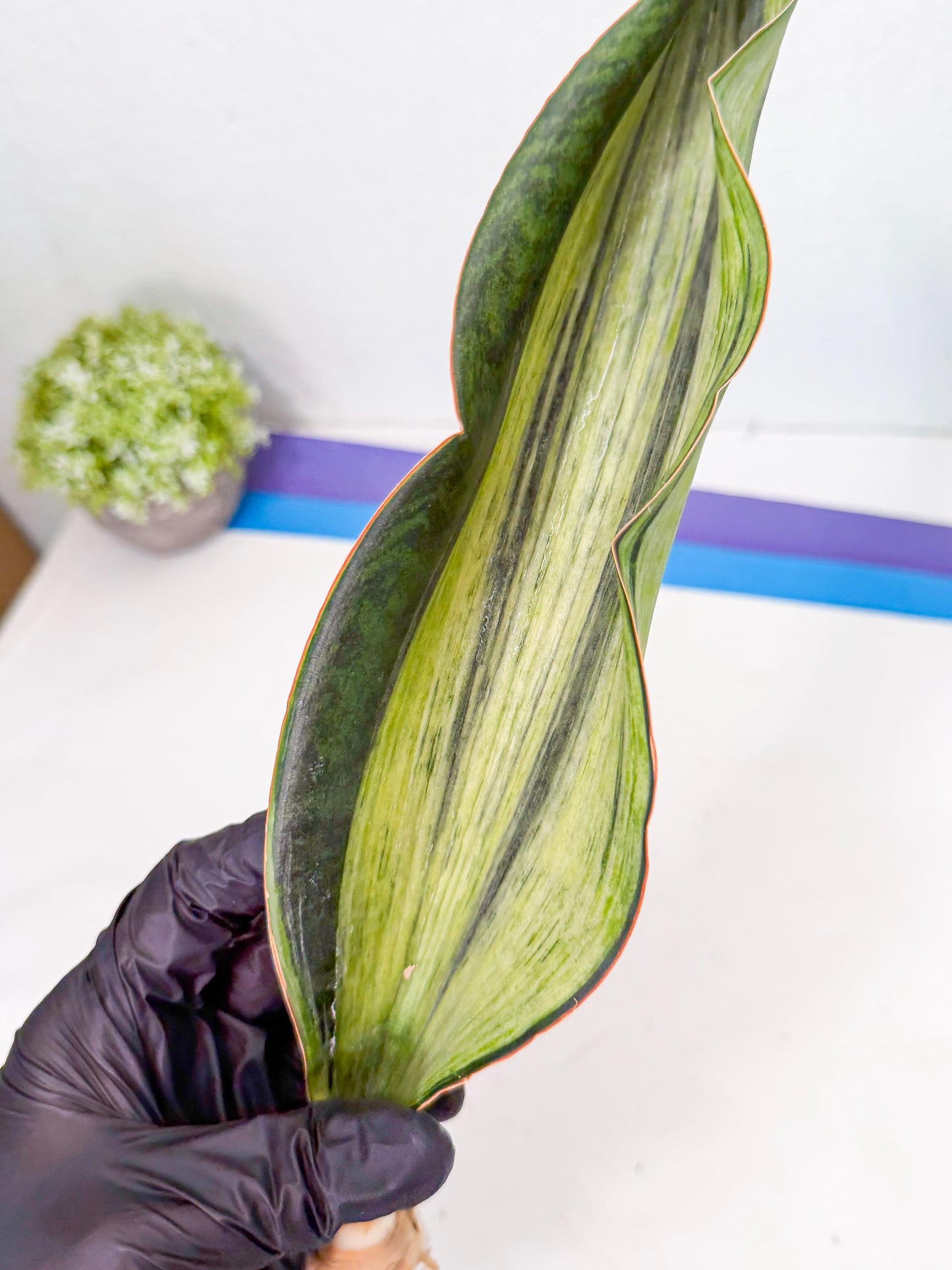 Sansevieria Masoniana Bruda (rr) (16) | Masoniana Var x Eliptica Var