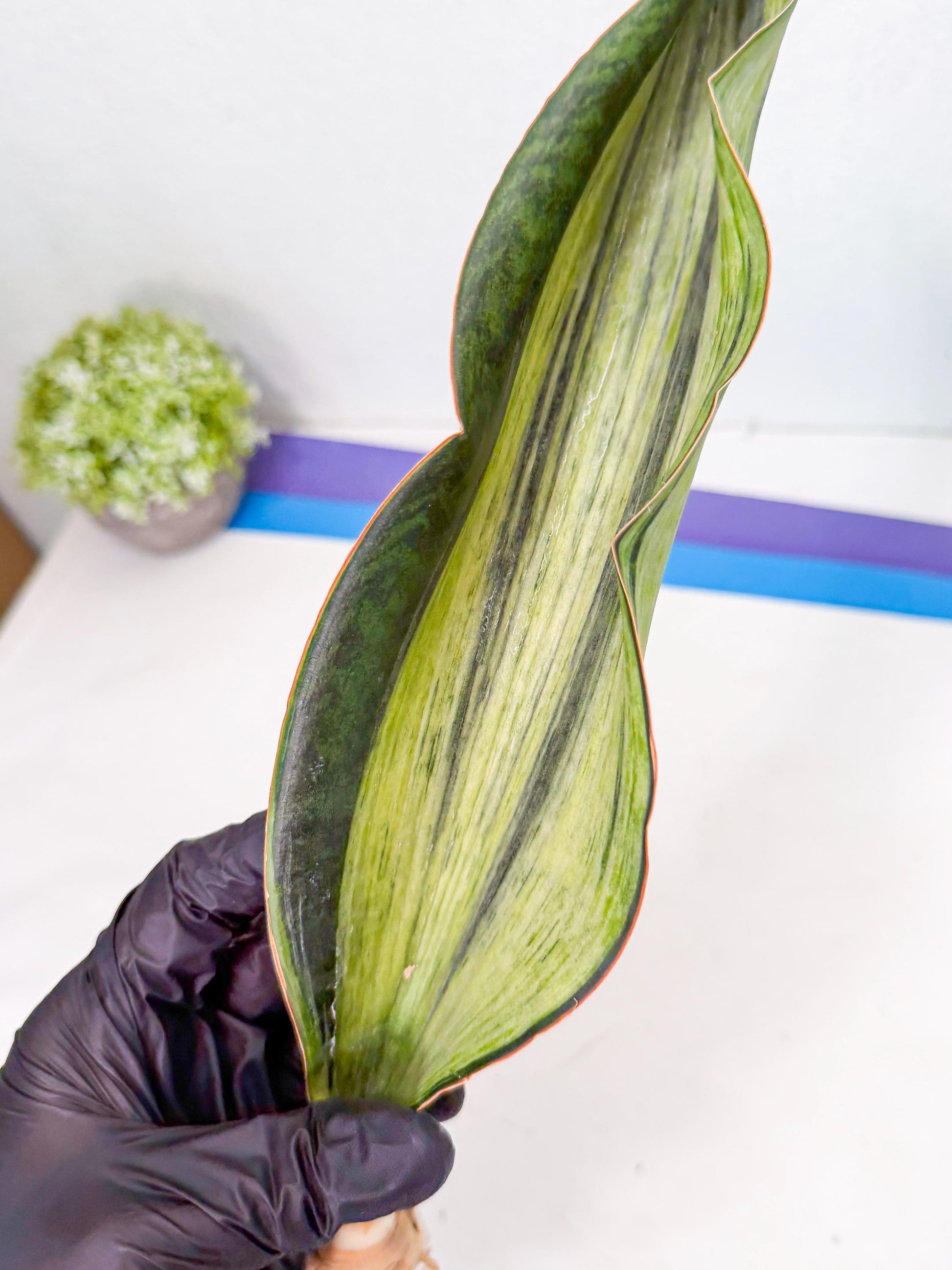 Sansevieria Masoniana Bruda (rr) (16) | Masoniana Var x Eliptica Var