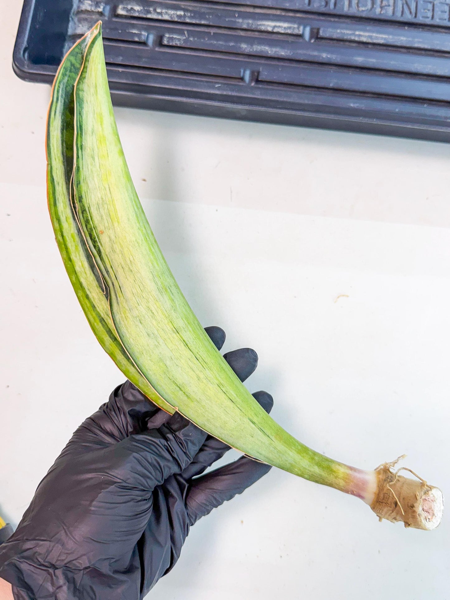 Sansevieria Masoniana Bruda (rr) (17) | Masoniana Var x Eliptica Var