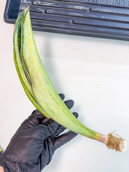 Sansevieria Masoniana Bruda (rr) (17) | Masoniana Var x Eliptica Var