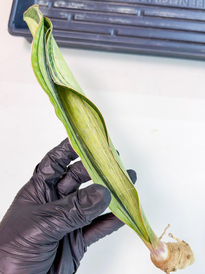 Sansevieria Masoniana Bruda (rr) (17) | Masoniana Var x Eliptica Var