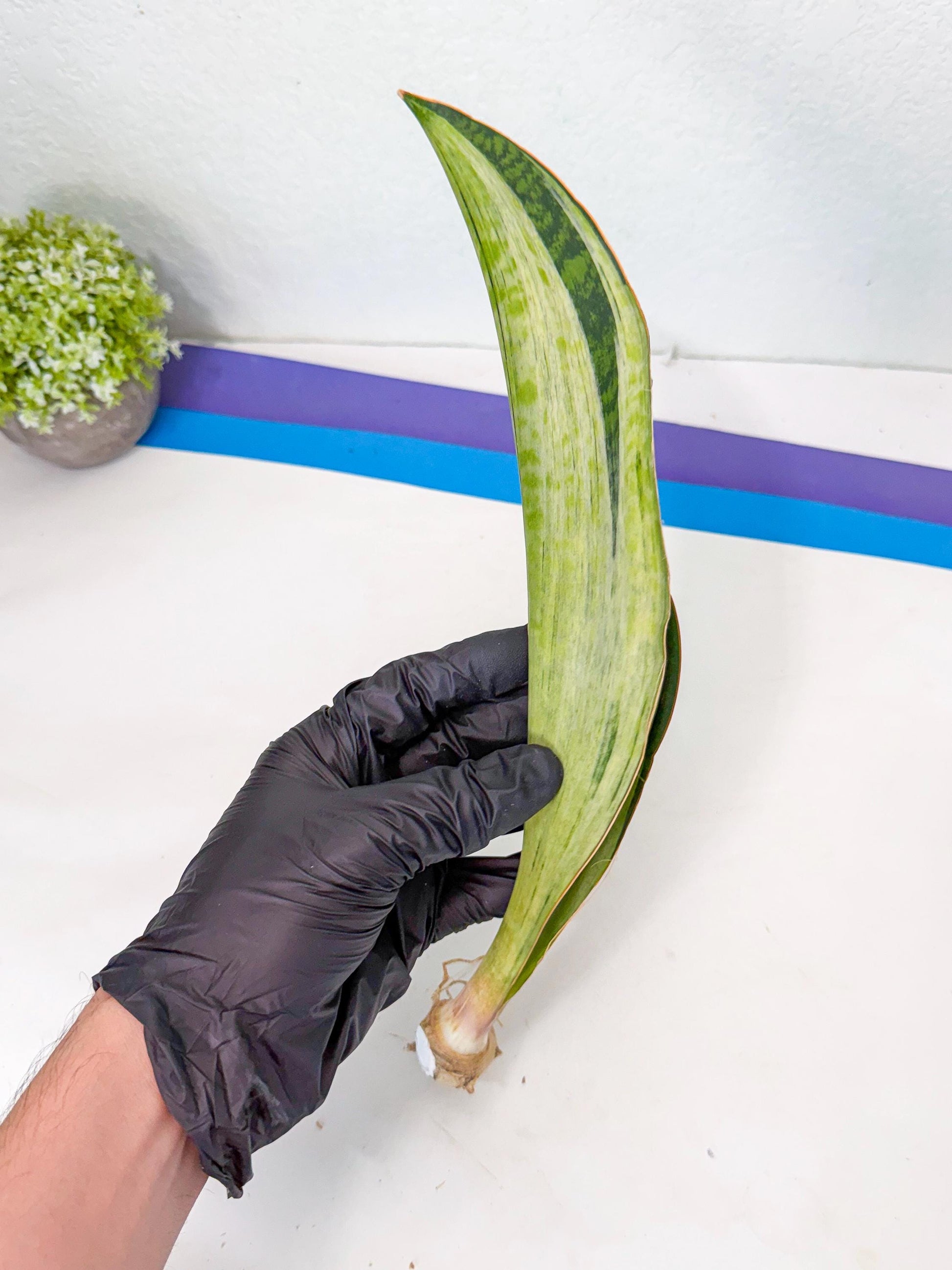 Sansevieria Masoniana Bruda (rr) (17) | Masoniana Var x Eliptica Var