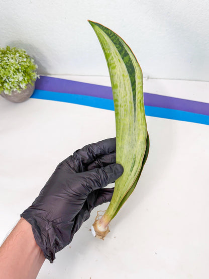 Sansevieria Masoniana Bruda (rr) (17) | Masoniana Var x Eliptica Var