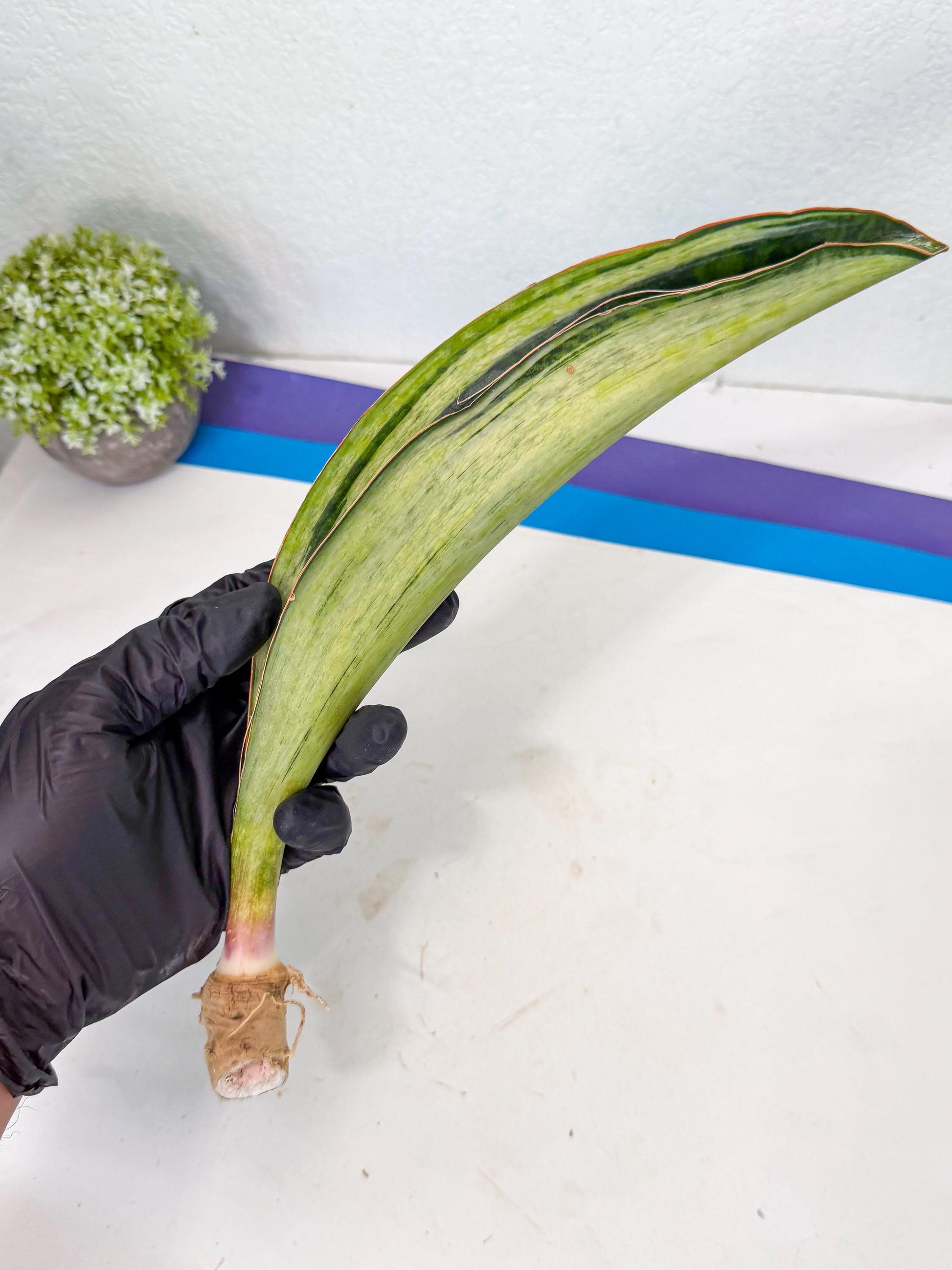 Sansevieria Masoniana Bruda (rr) (17) | Masoniana Var x Eliptica Var
