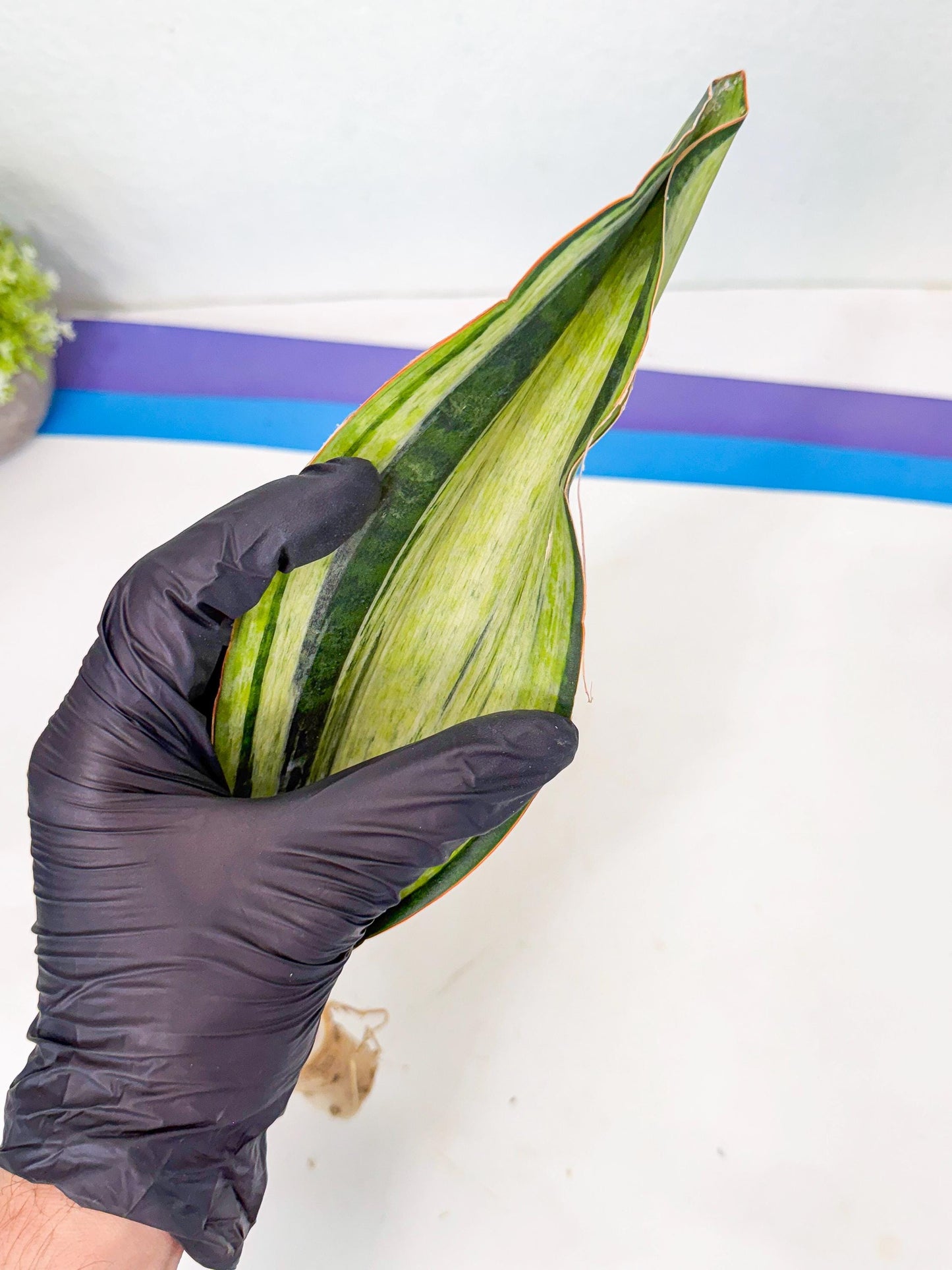 Sansevieria Masoniana Bruda (rr) (17) | Masoniana Var x Eliptica Var