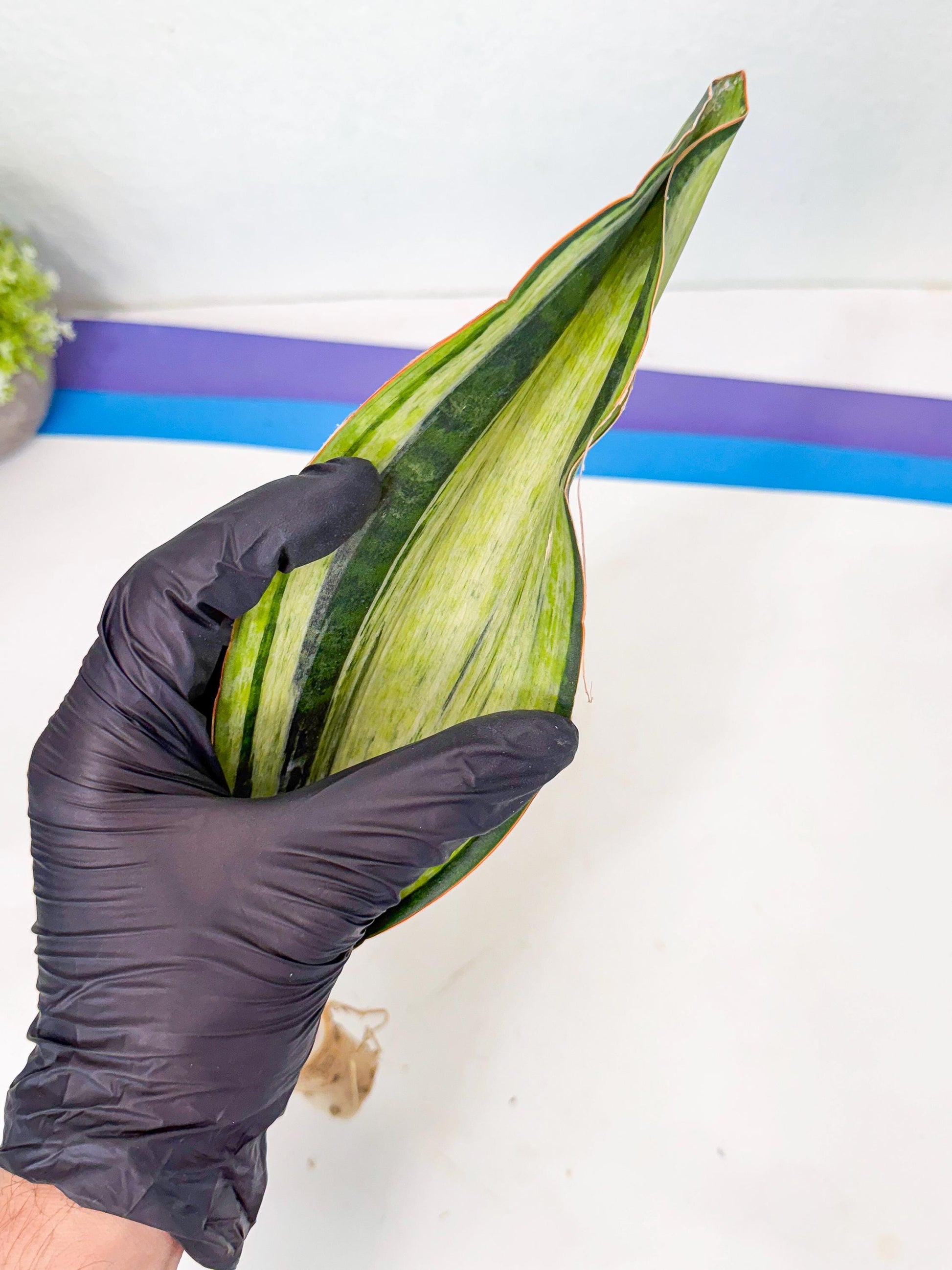 Sansevieria Masoniana Bruda (rr) (17) | Masoniana Var x Eliptica Var
