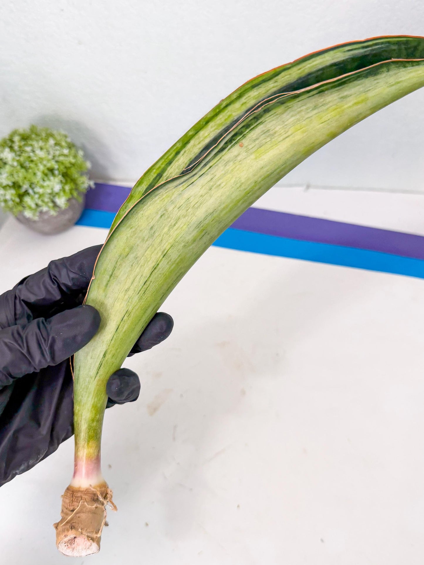 Sansevieria Masoniana Bruda (rr) (17) | Masoniana Var x Eliptica Var
