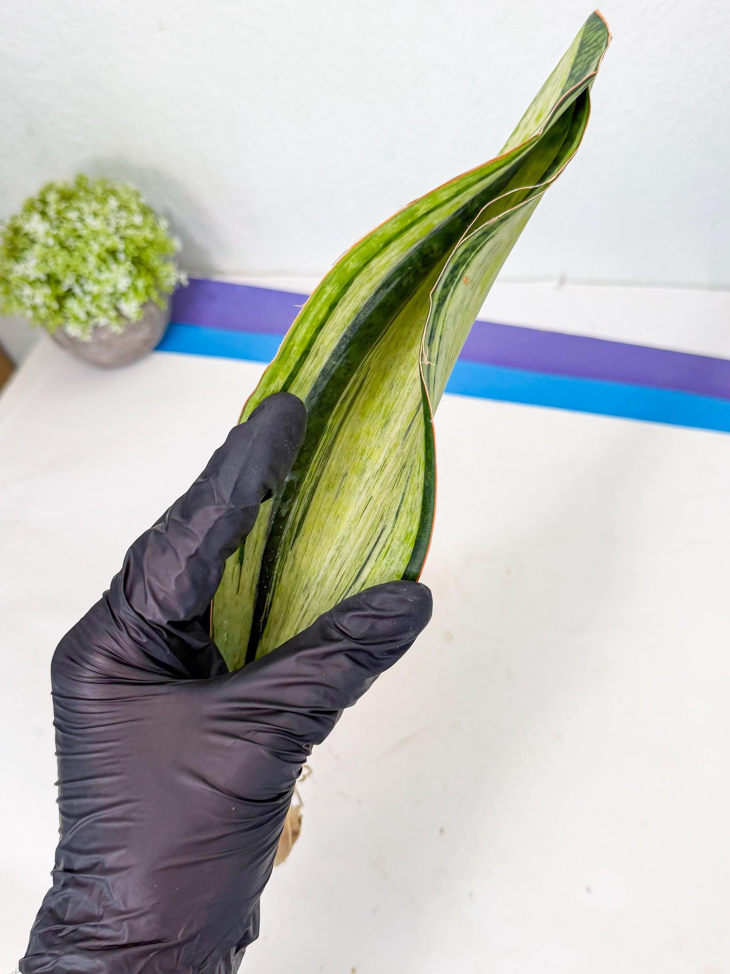 Sansevieria Masoniana Bruda (rr) (17) | Masoniana Var x Eliptica Var