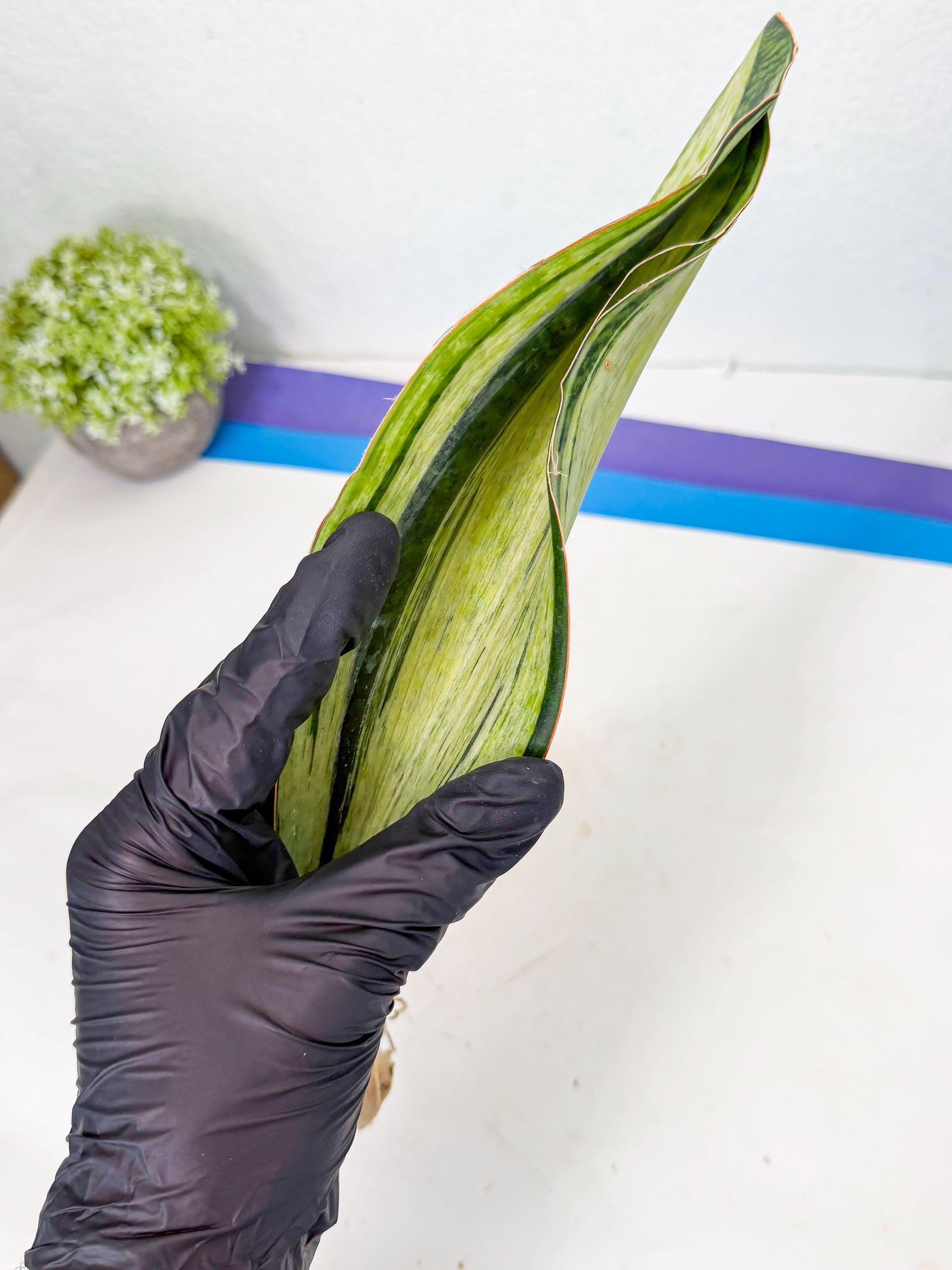 Sansevieria Masoniana Bruda (rr) (17) | Masoniana Var x Eliptica Var