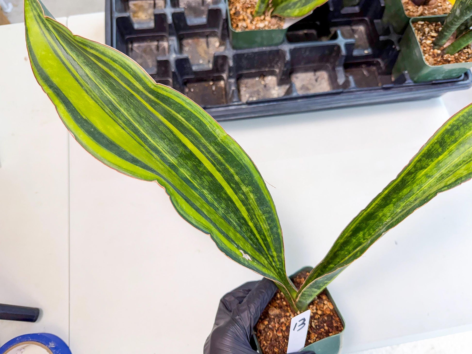 Sansevieria Macrophylla Var (13) | Very Rare Import