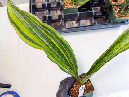 Sansevieria Macrophylla Var (13) | Very Rare Import