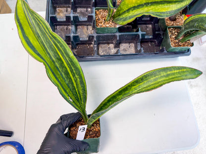 Sansevieria Macrophylla Var (13) | Very Rare Import