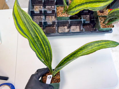 Sansevieria Macrophylla Var (13) | Very Rare Import