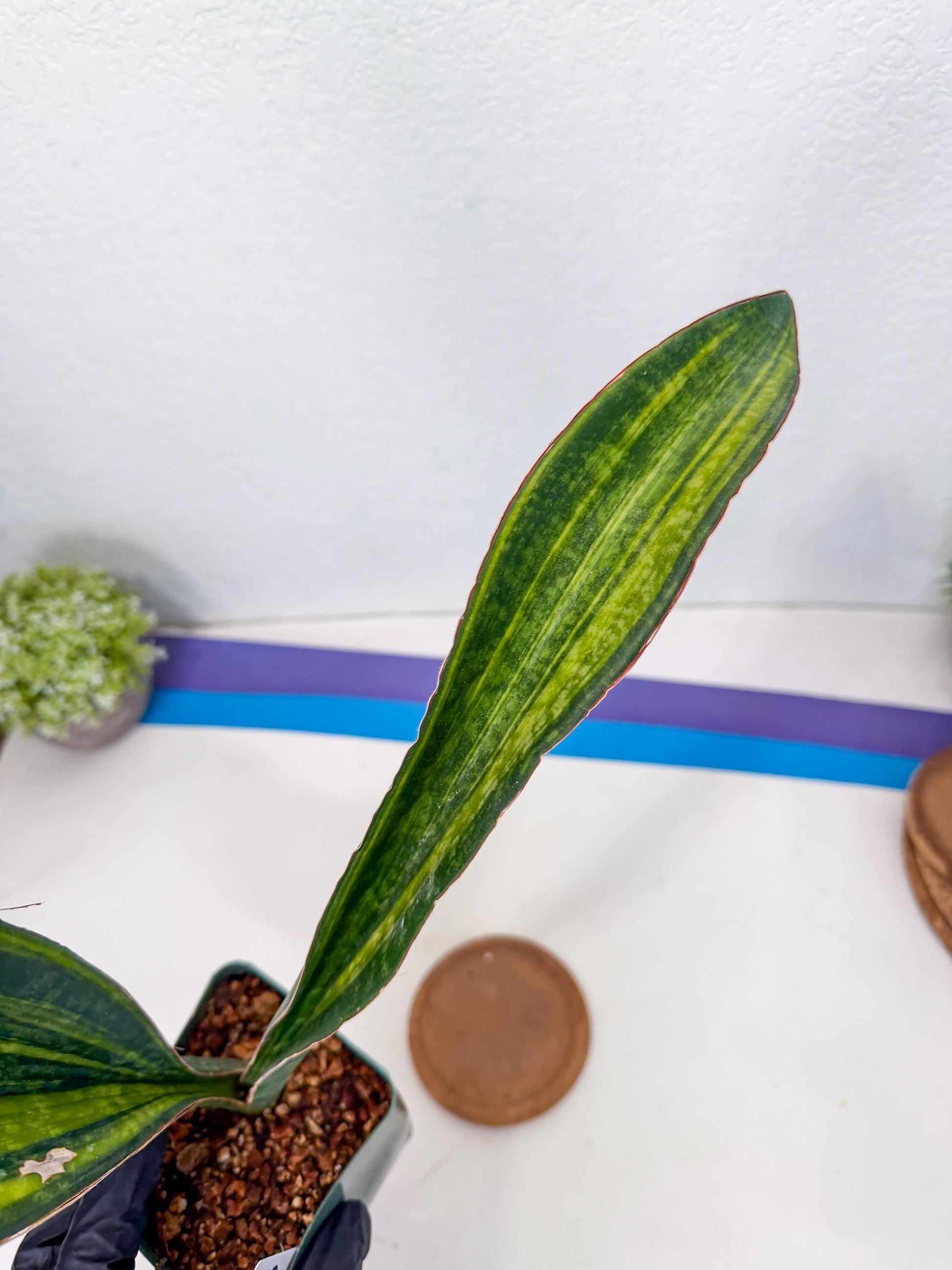 Sansevieria Macrophylla Var (13) | Very Rare Import