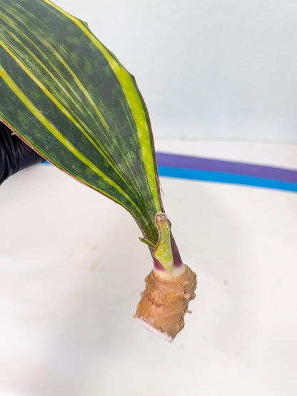 Sansevieria Macrophylla Var (1) | Very Rare Import