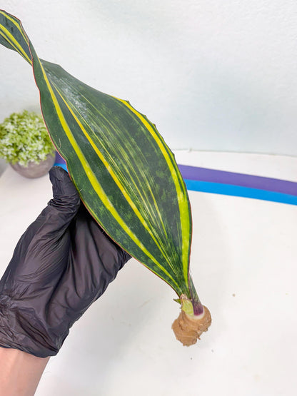 Sansevieria Macrophylla Var (1) | Very Rare Import