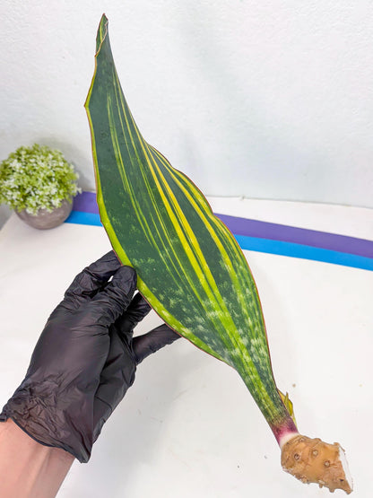 Sansevieria Macrophylla Var (1) | Very Rare Import
