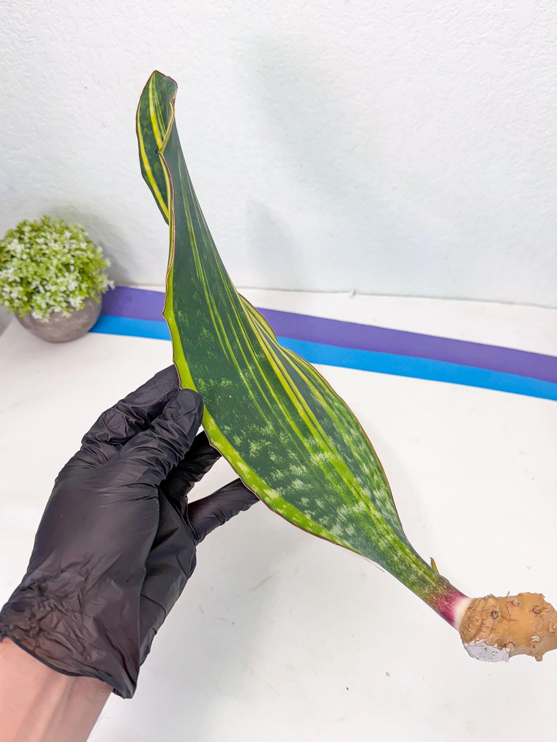 Sansevieria Macrophylla Var (1) | Very Rare Import