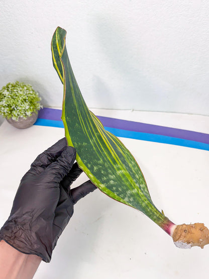 Sansevieria Macrophylla Var (1) | Very Rare Import