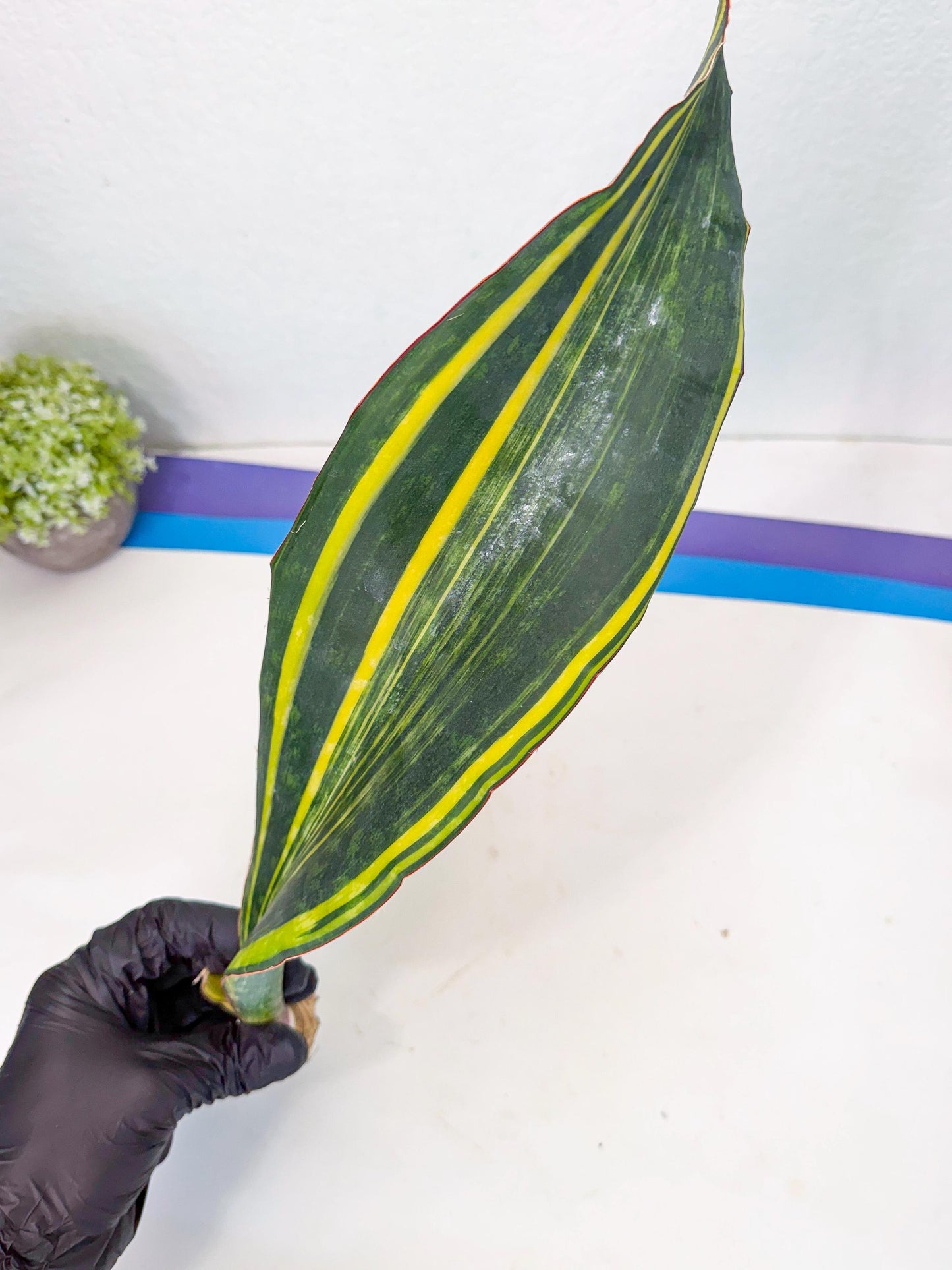 Sansevieria Macrophylla Var (1) | Very Rare Import