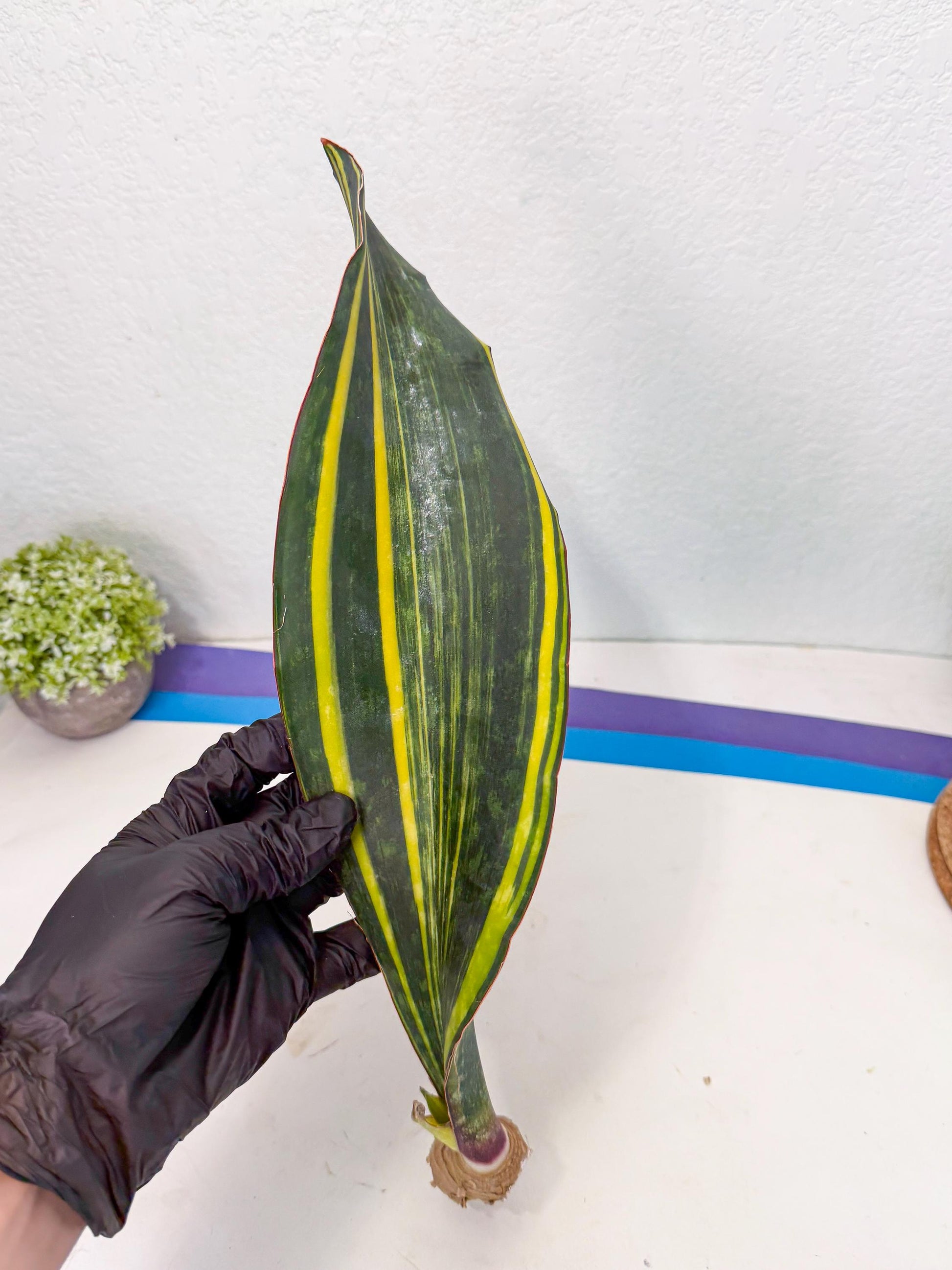 Sansevieria Macrophylla Var (1) | Very Rare Import