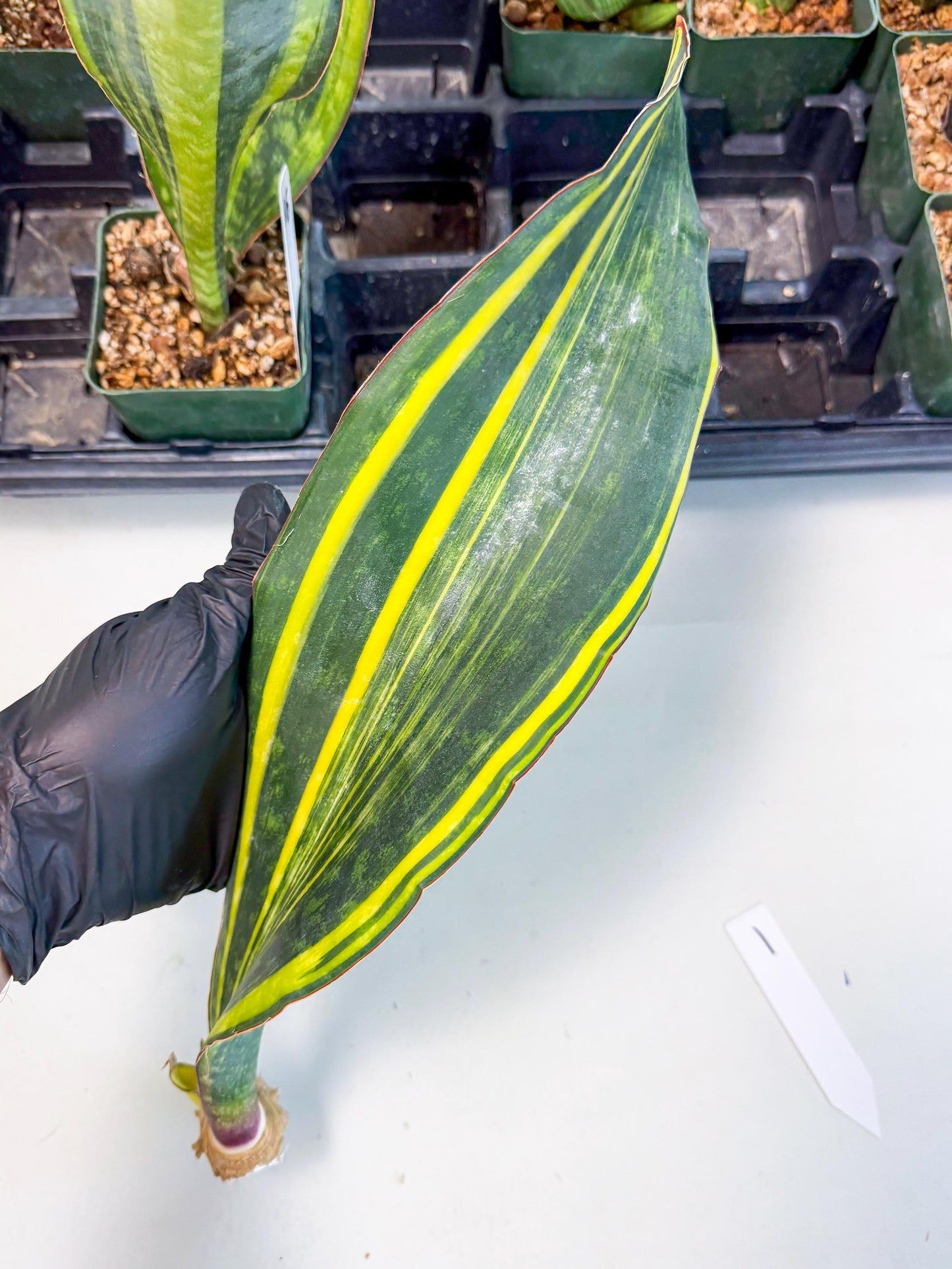 Sansevieria Macrophylla Var (1) | Very Rare Import