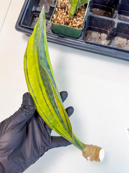 Sansevieria Macrophylla Var (3) | Very Rare Import