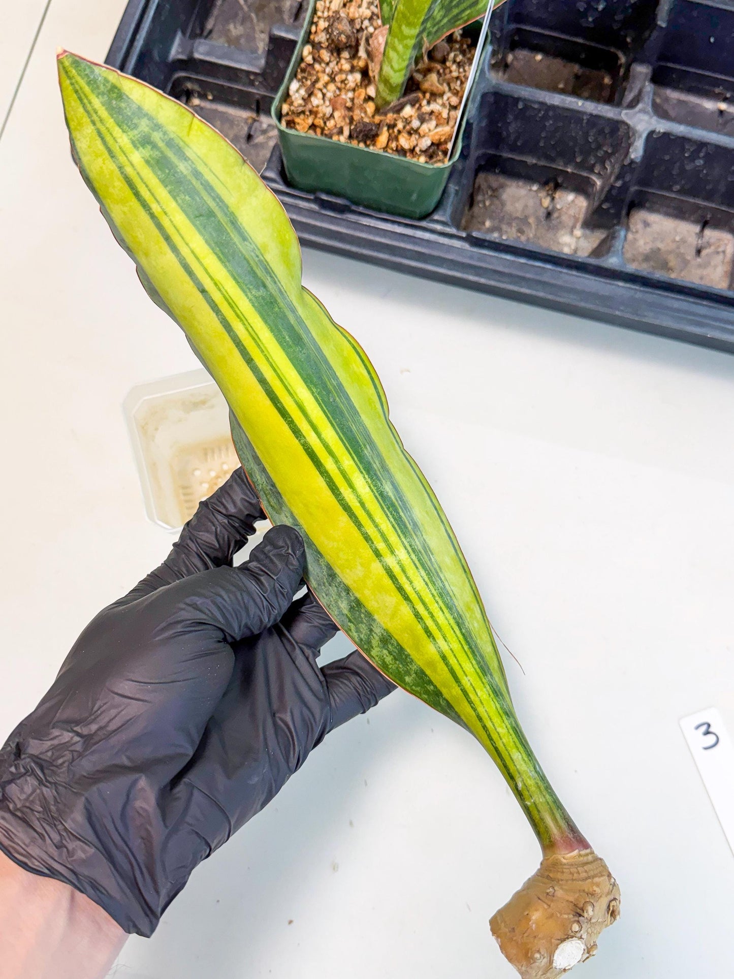 Sansevieria Macrophylla Var (3) | Very Rare Import