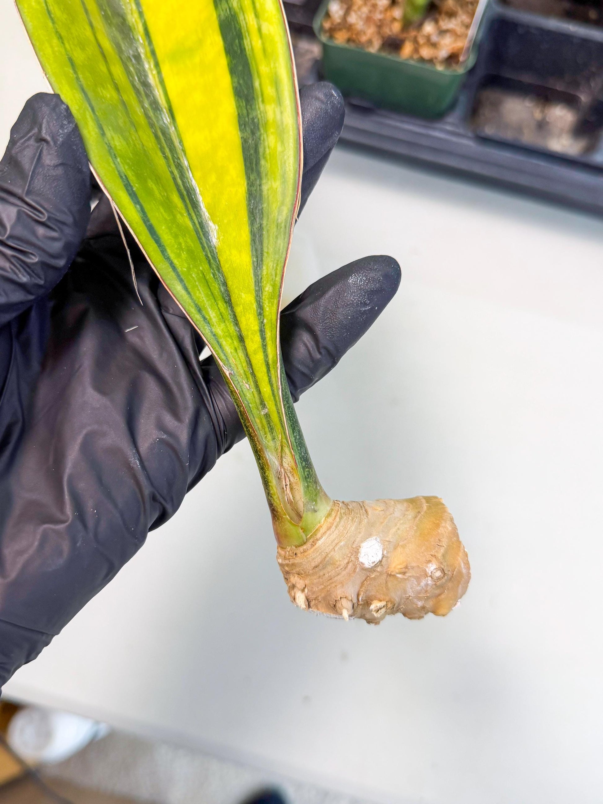Sansevieria Macrophylla Var (3) | Very Rare Import