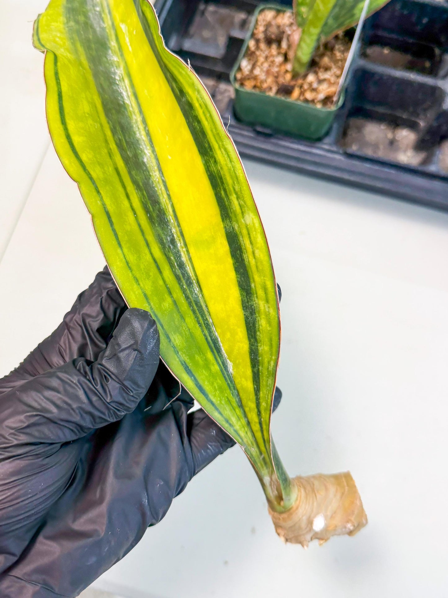 Sansevieria Macrophylla Var (3) | Very Rare Import