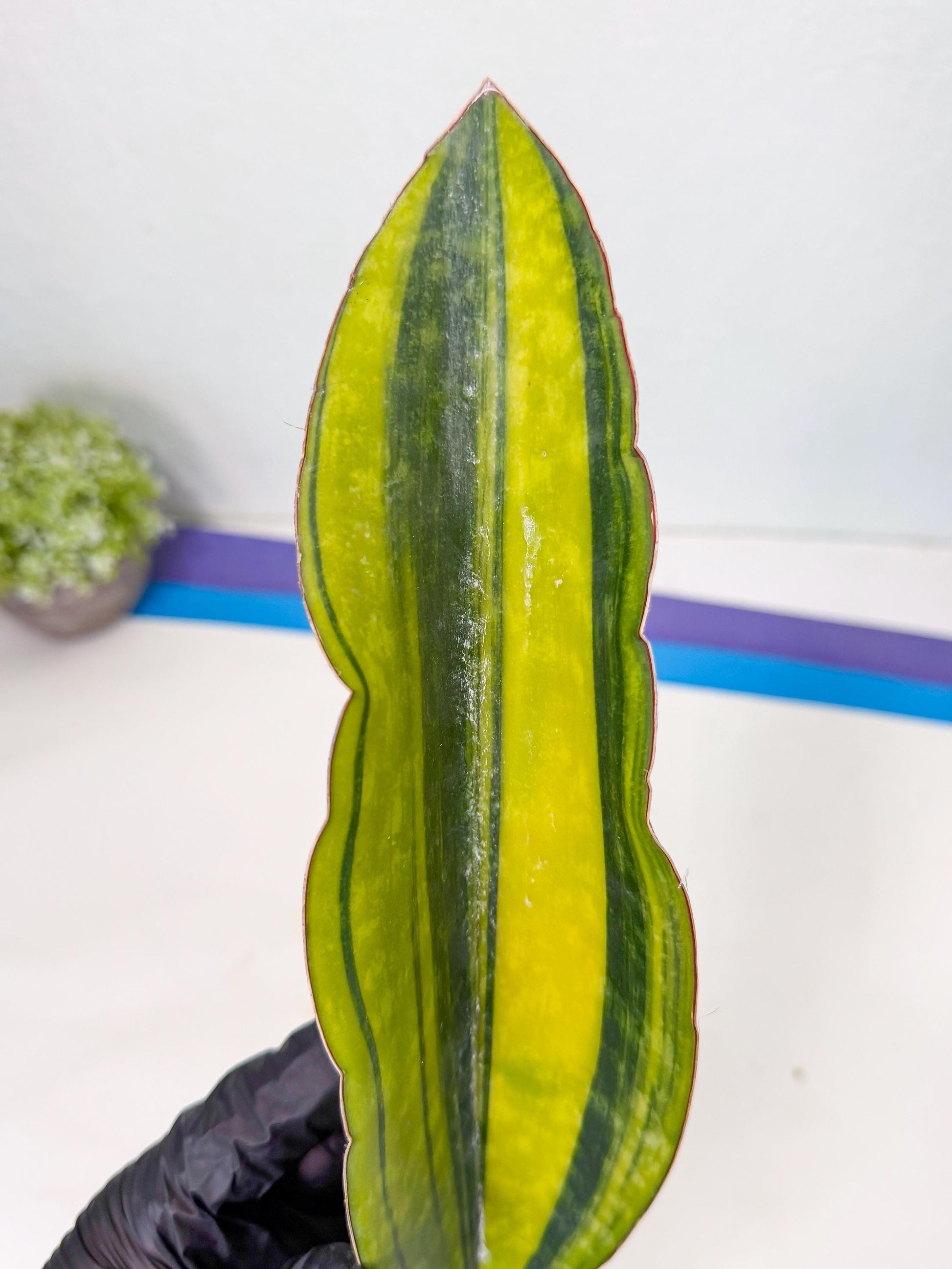 Sansevieria Macrophylla Var (3) | Very Rare Import